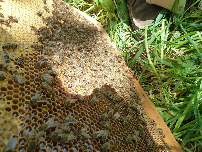 La ruche Aulne blanc