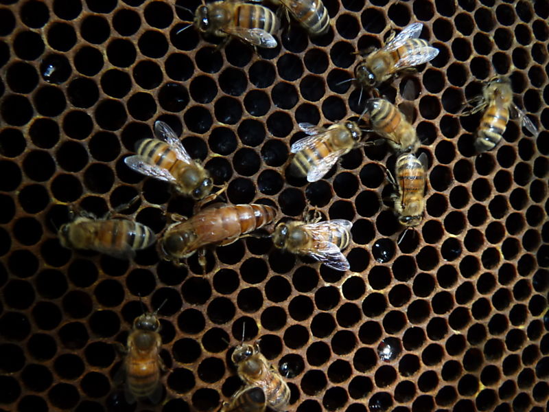 La ruche Aulne blanc