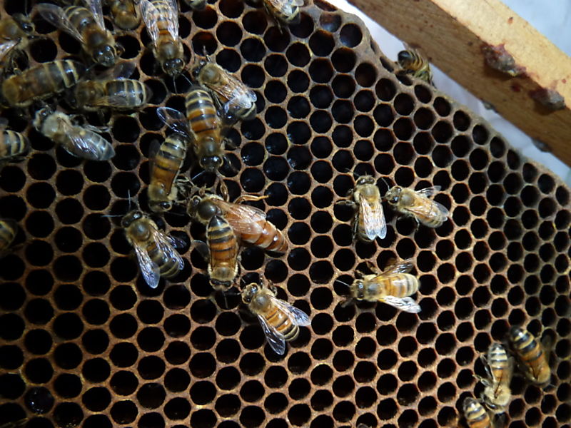 La ruche Aulne blanc