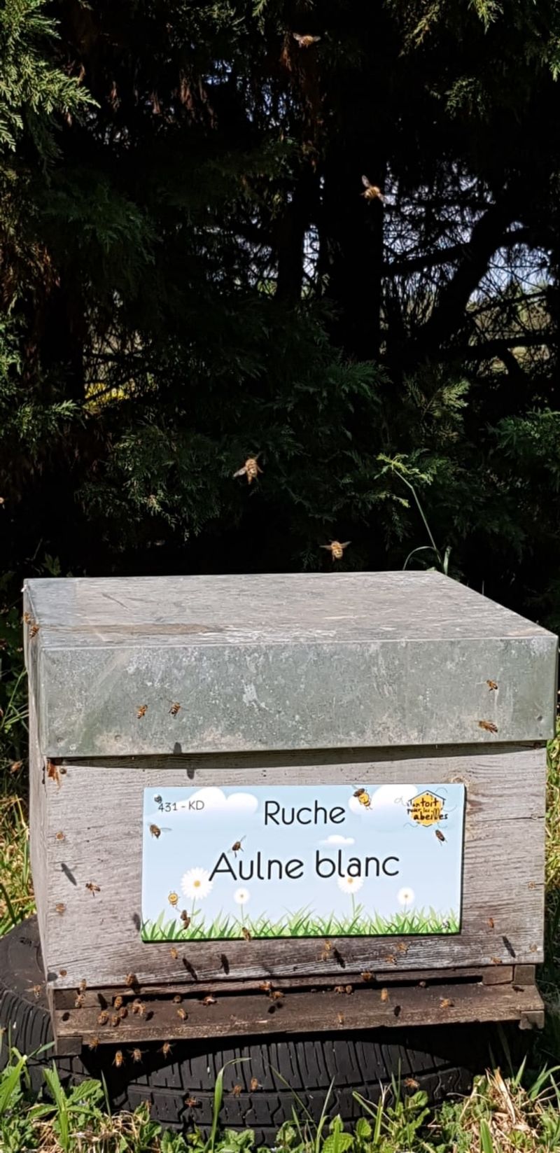 La ruche Aulne blanc