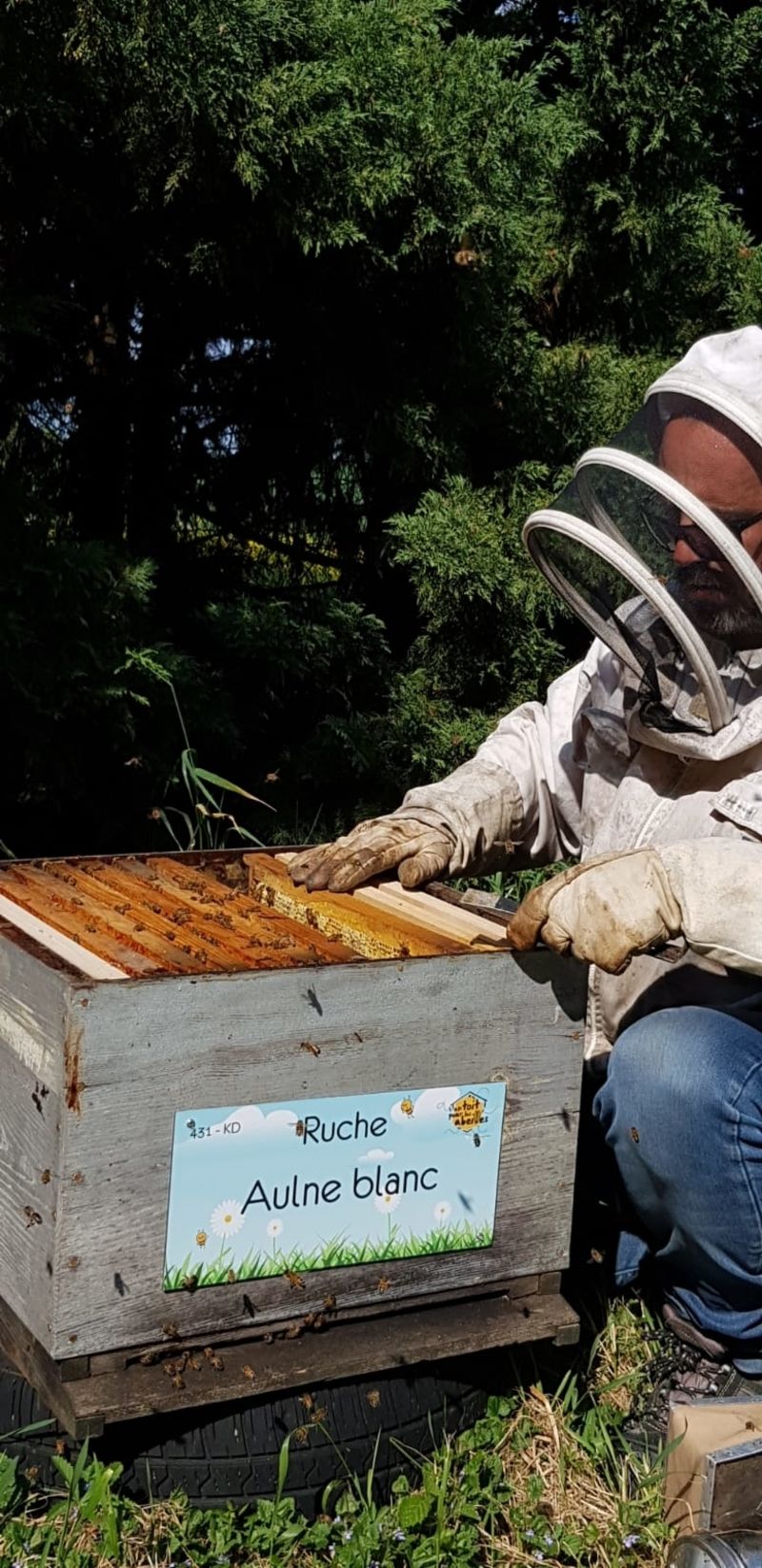 La ruche Aulne blanc