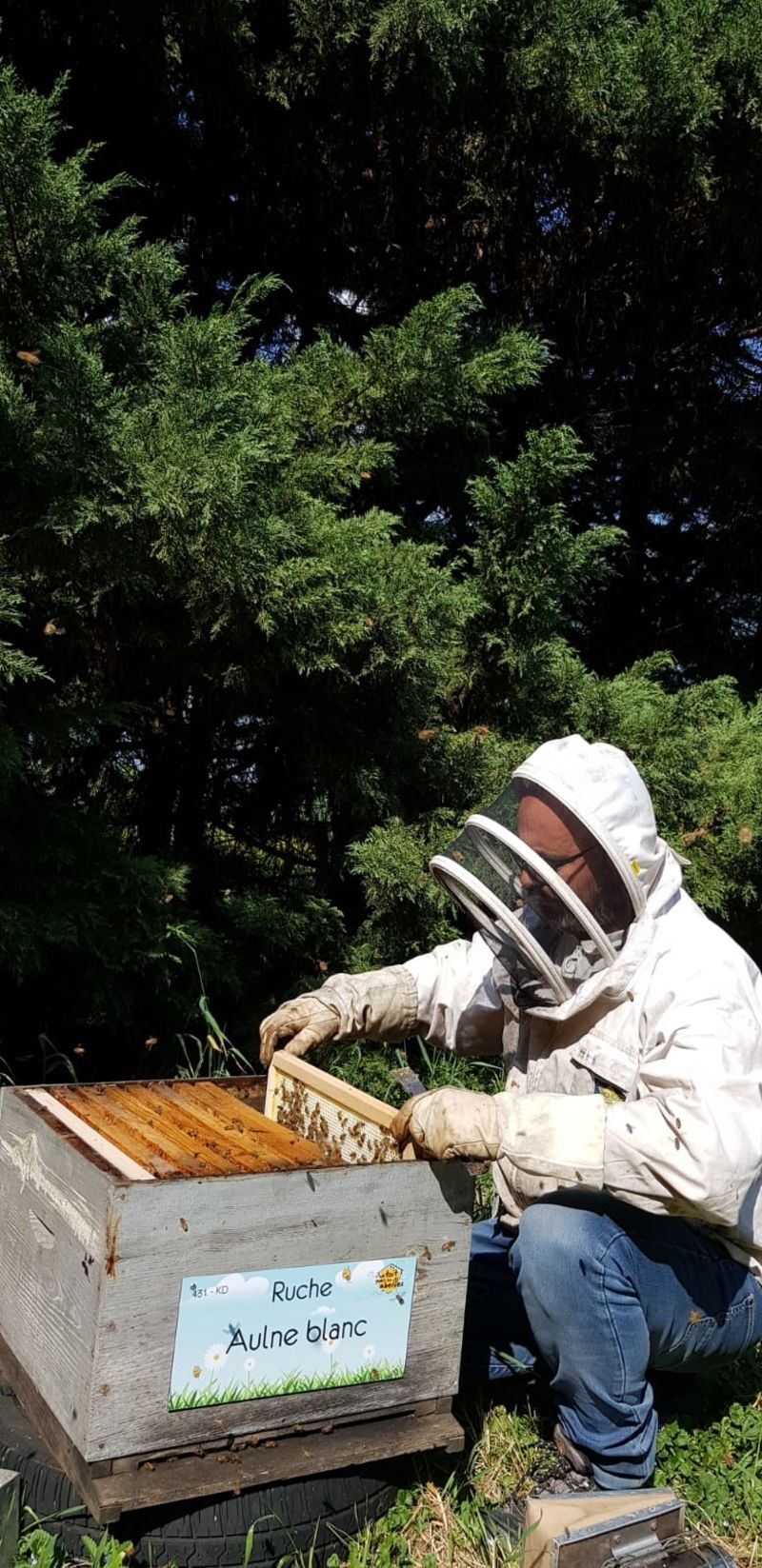 La ruche Aulne blanc