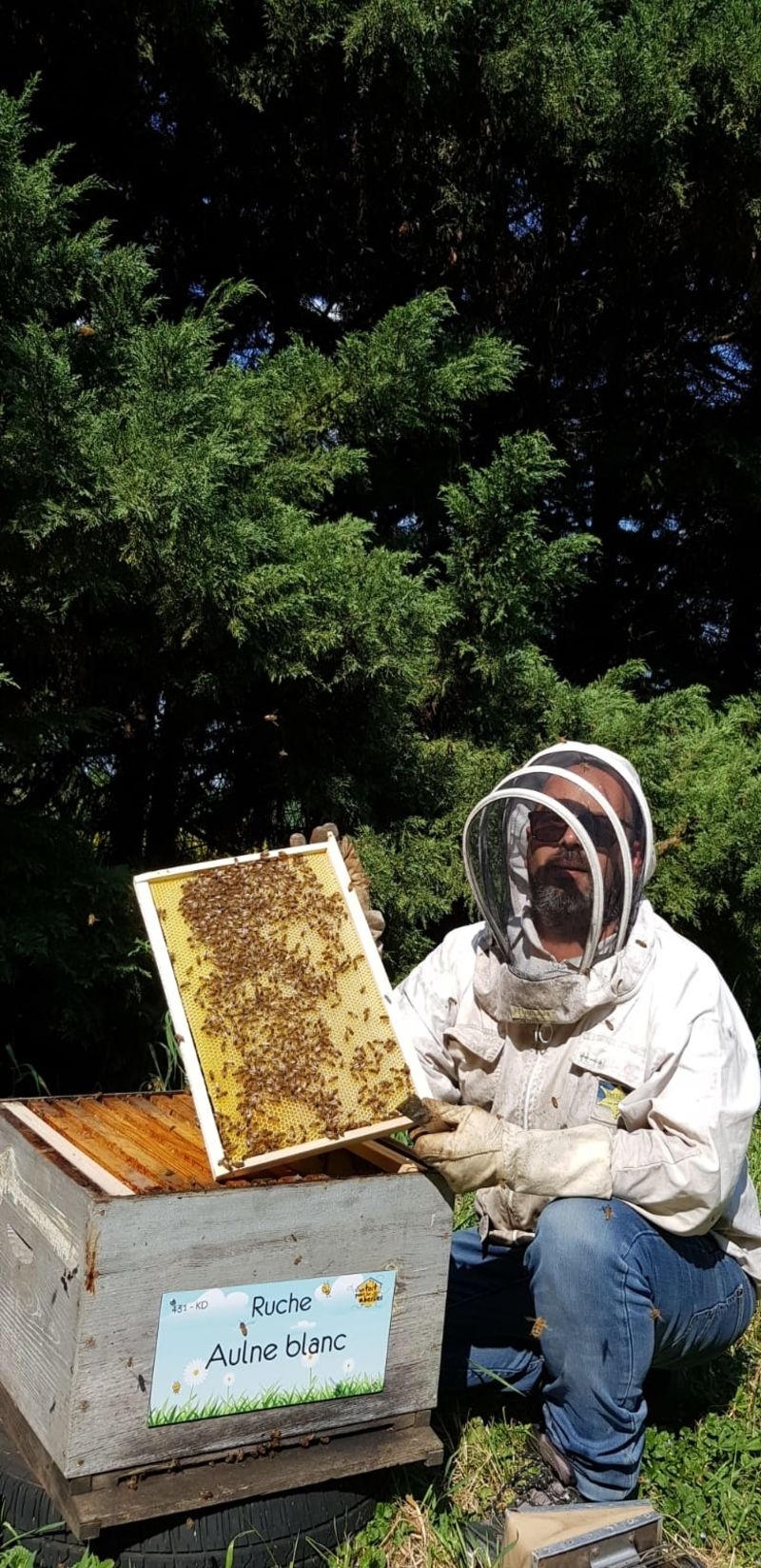 La ruche Aulne blanc