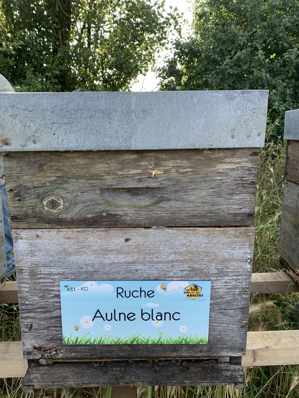 La ruche Aulne blanc