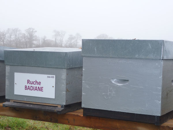 La ruche Badiane