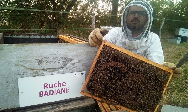 La ruche Badiane