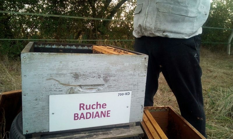 La ruche Badiane