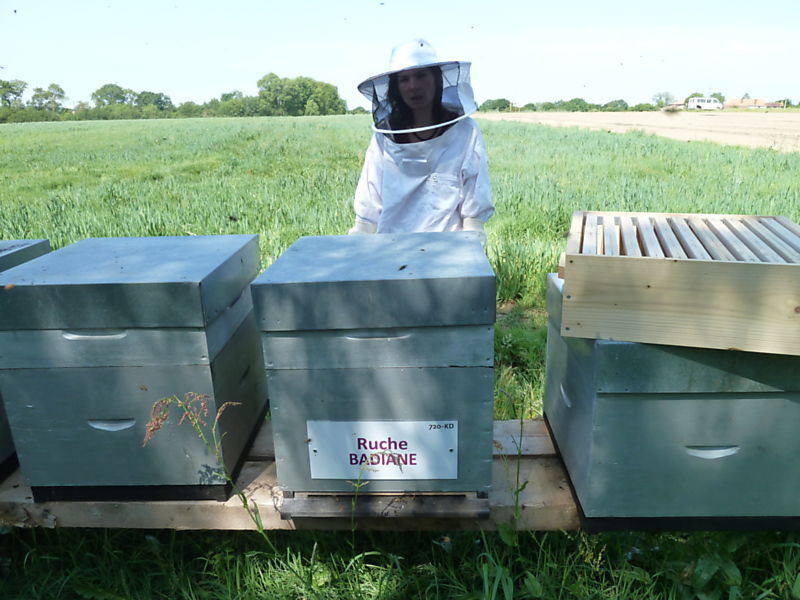 La ruche Badiane