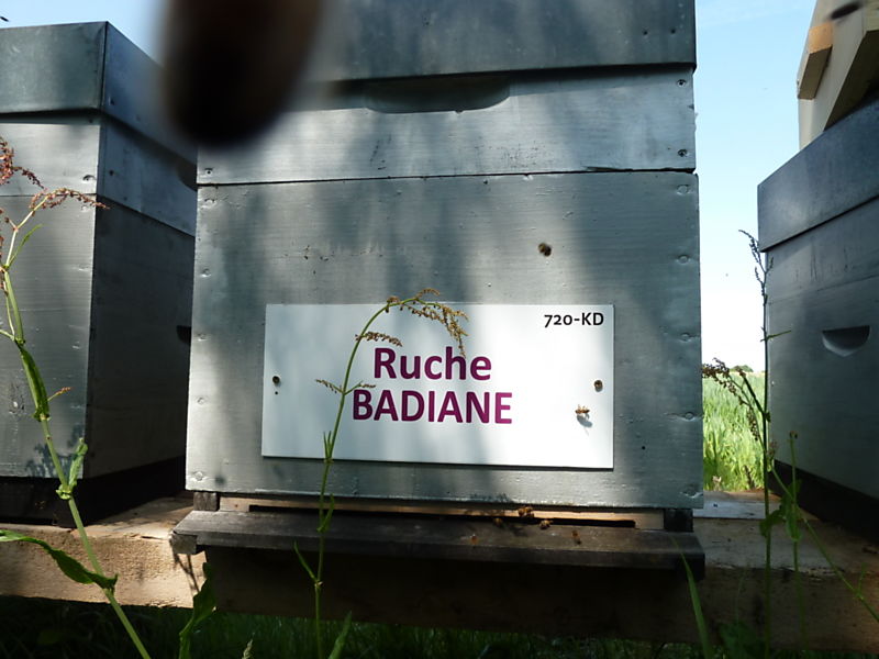 La ruche Badiane