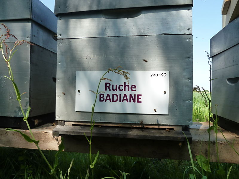 La ruche Badiane