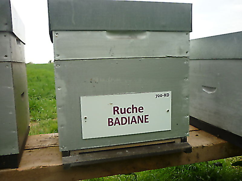 La ruche Badiane