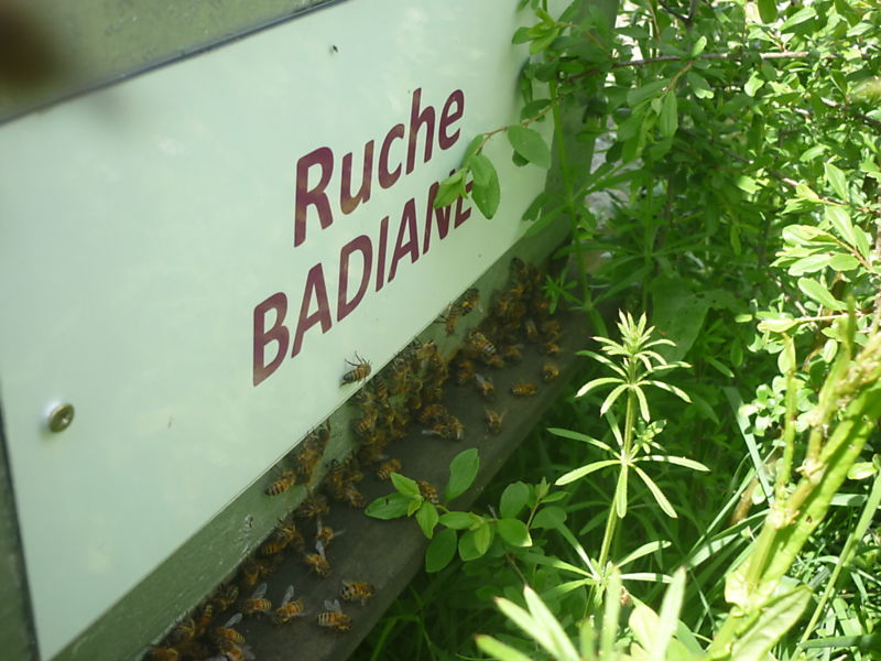 La ruche Badiane