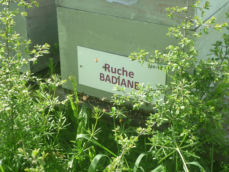 La ruche Badiane