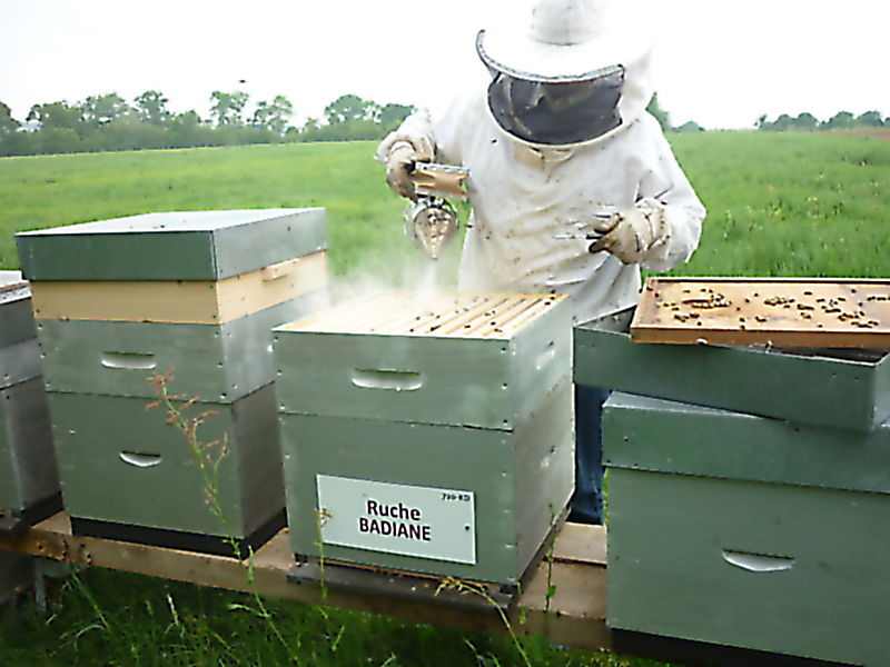 La ruche Badiane