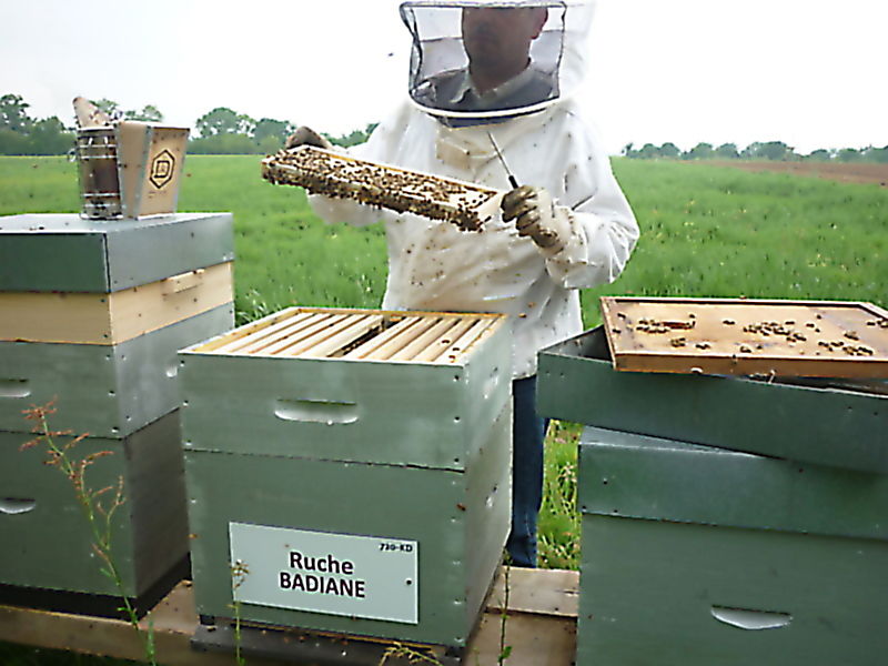 La ruche Badiane
