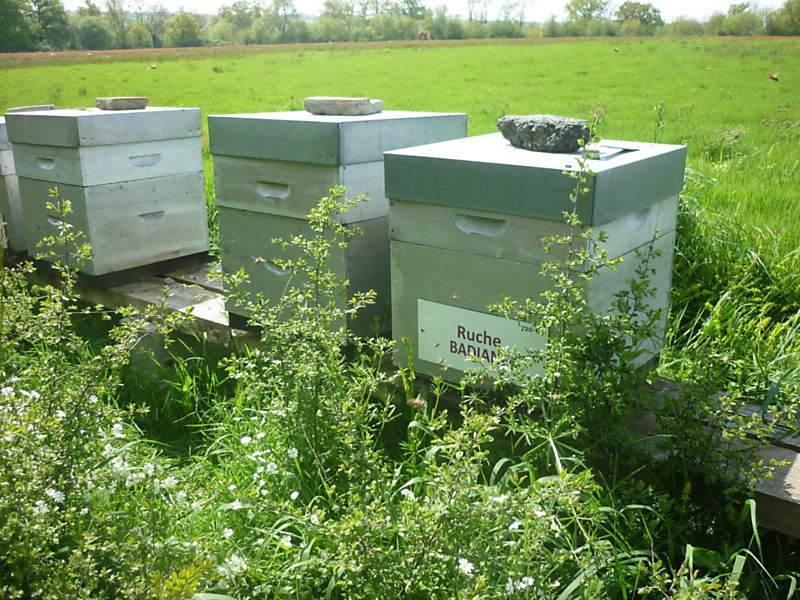 La ruche Badiane