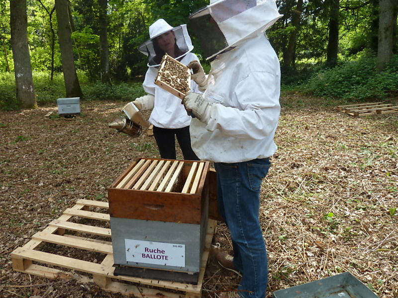 La ruche Ballote