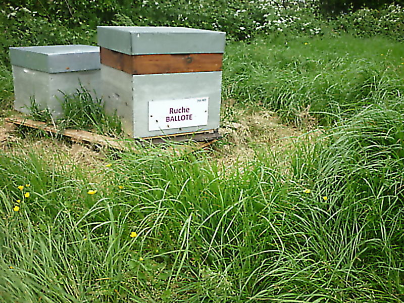 La ruche Ballote