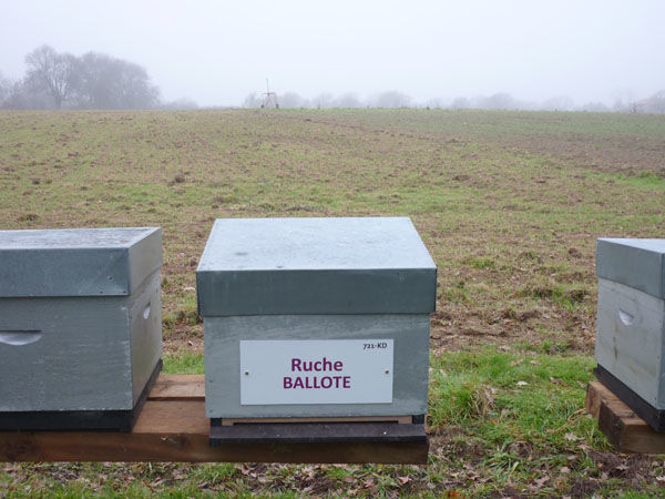 La ruche Ballote
