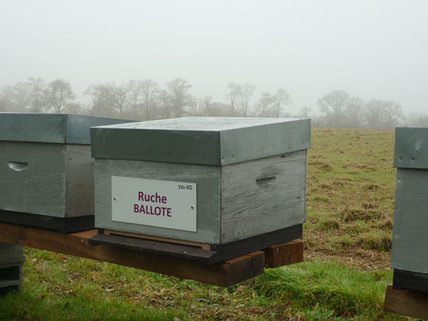 La ruche Ballote