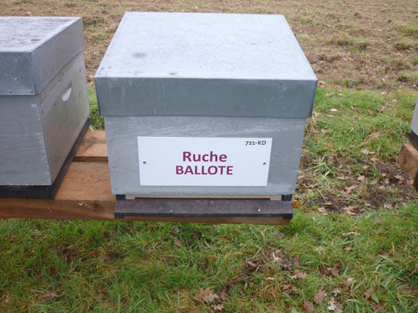 La ruche Ballote