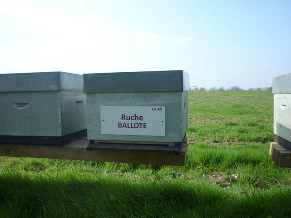 La ruche Ballote