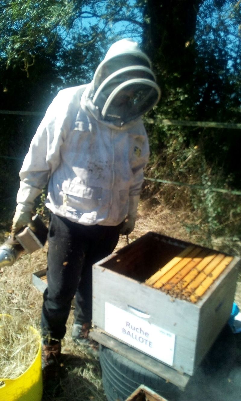 La ruche Ballote