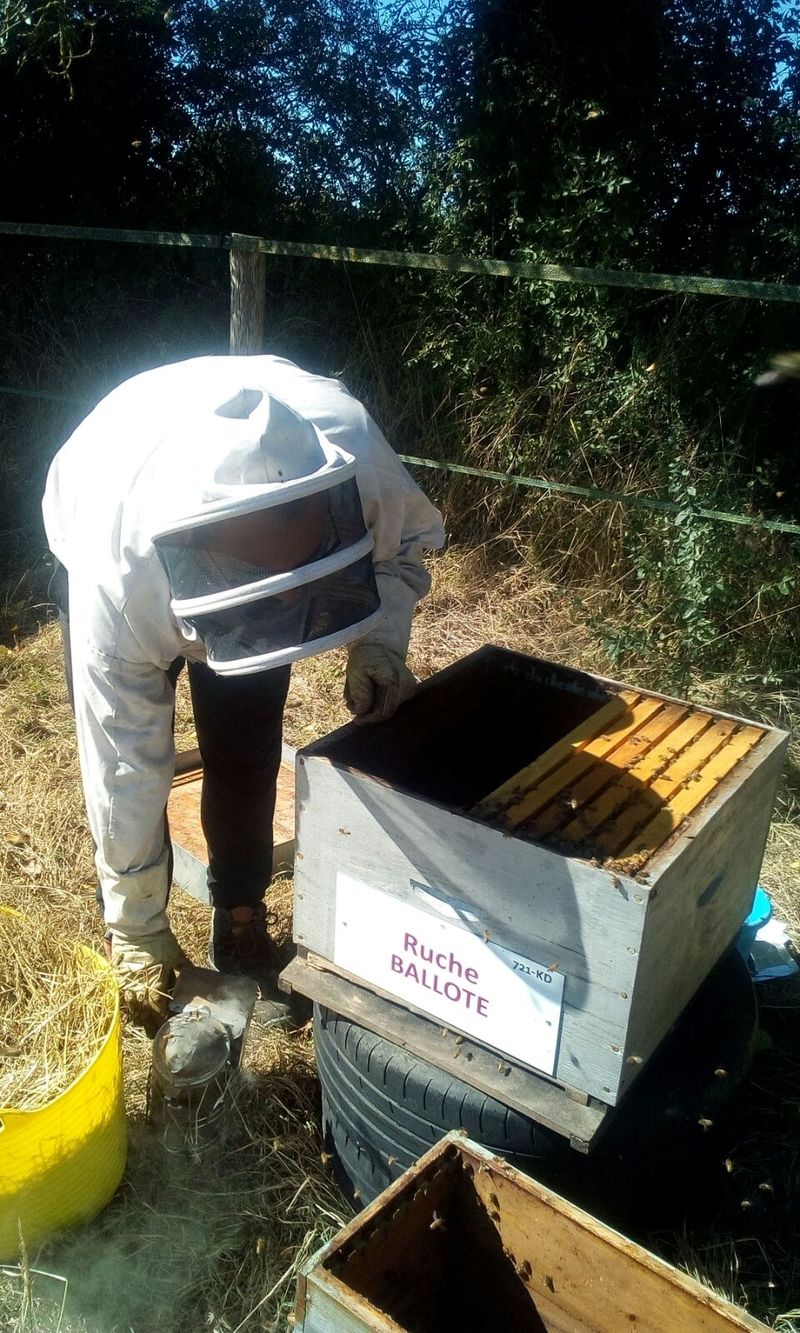 La ruche Ballote