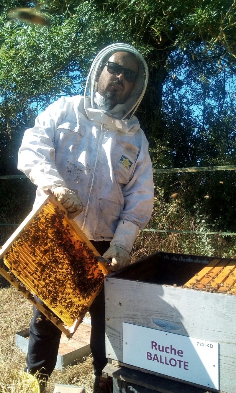 La ruche Ballote