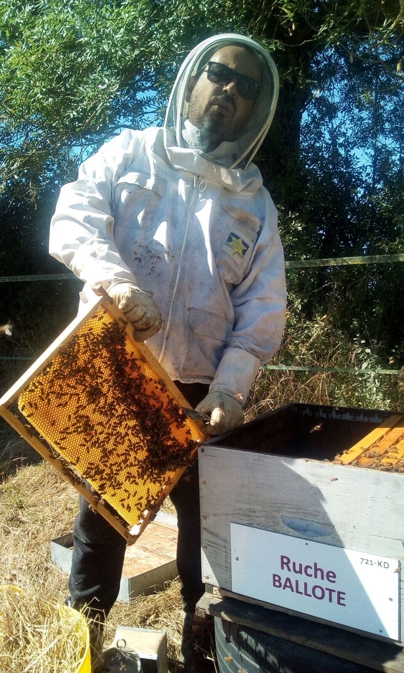 La ruche Ballote