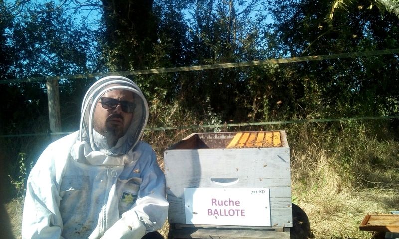 La ruche Ballote