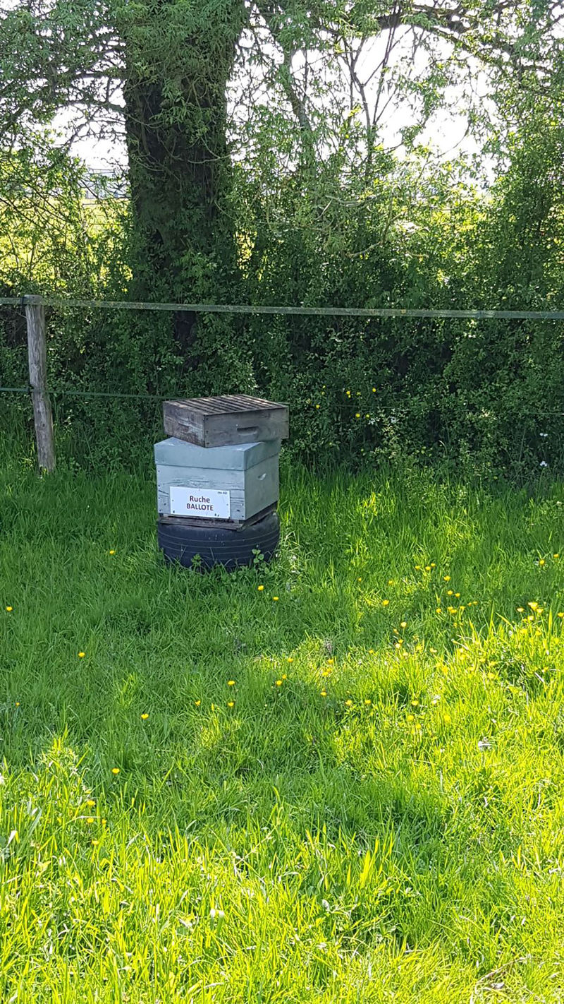 La ruche Ballote
