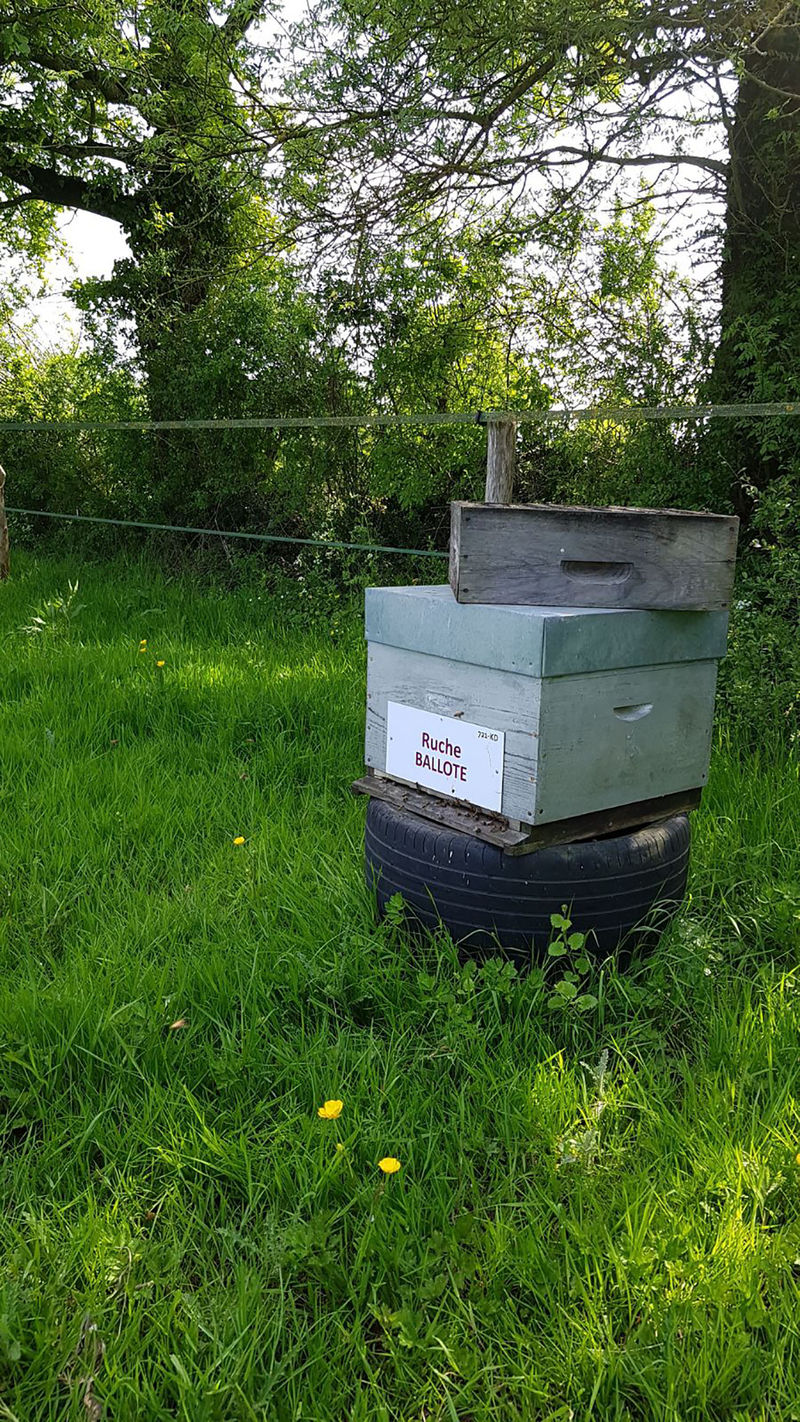 La ruche Ballote