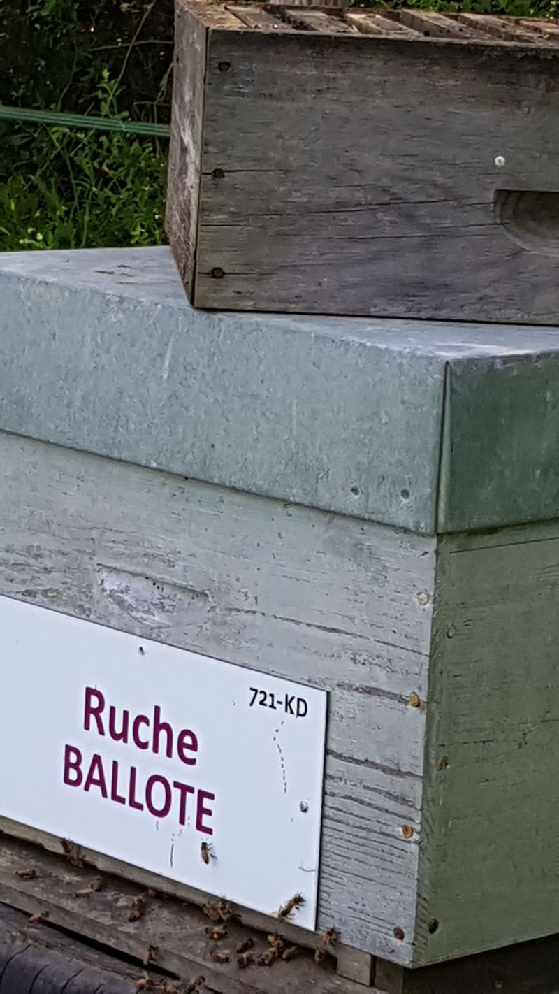 La ruche Ballote