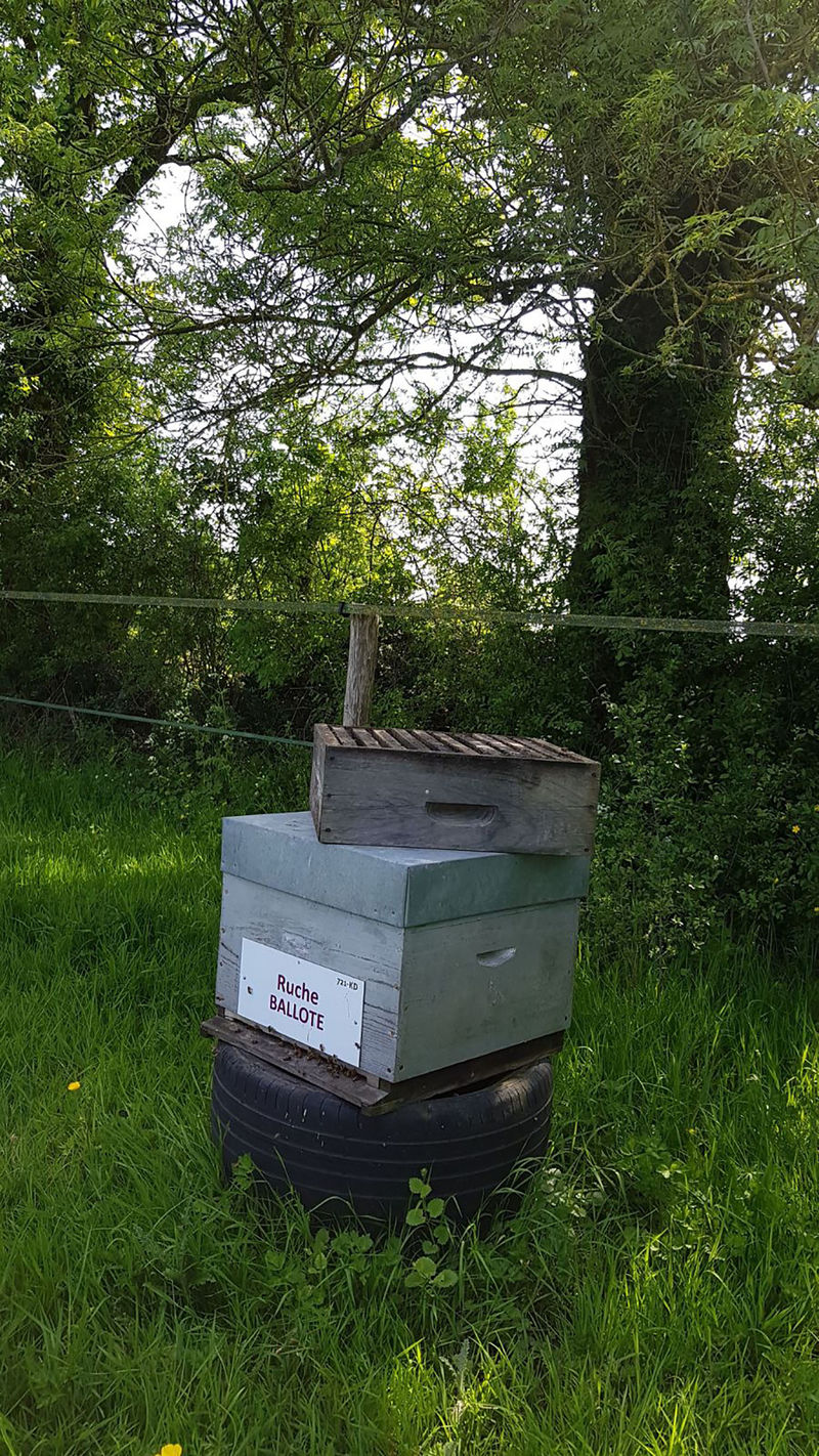 La ruche Ballote