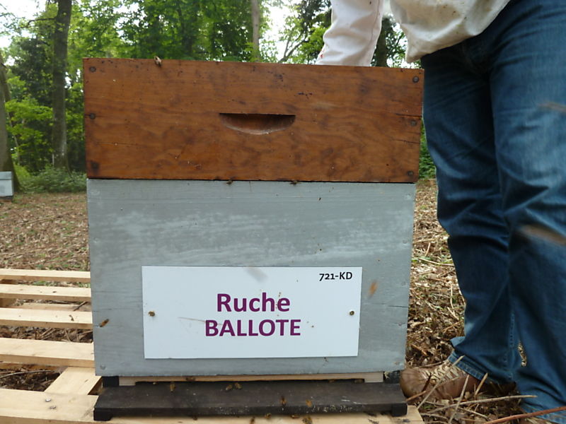 La ruche Ballote