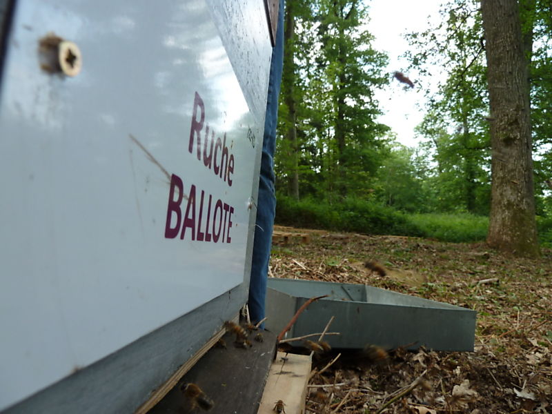 La ruche Ballote