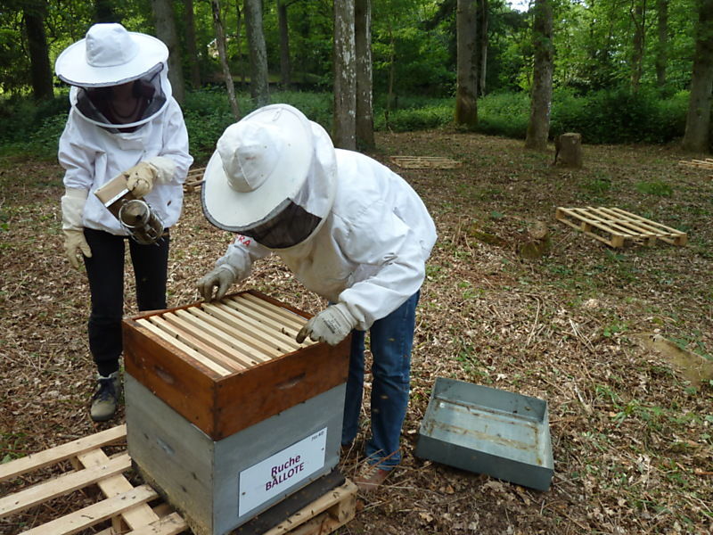 La ruche Ballote