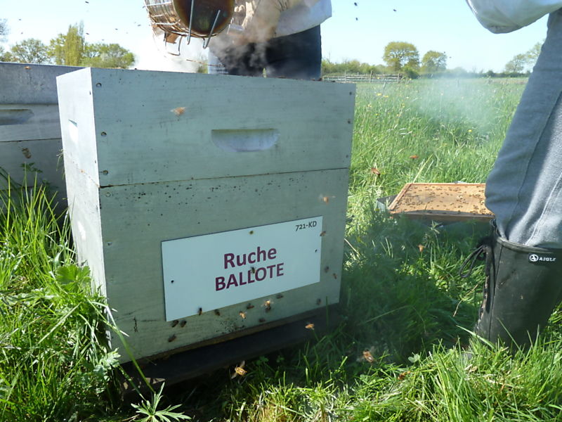 La ruche Ballote