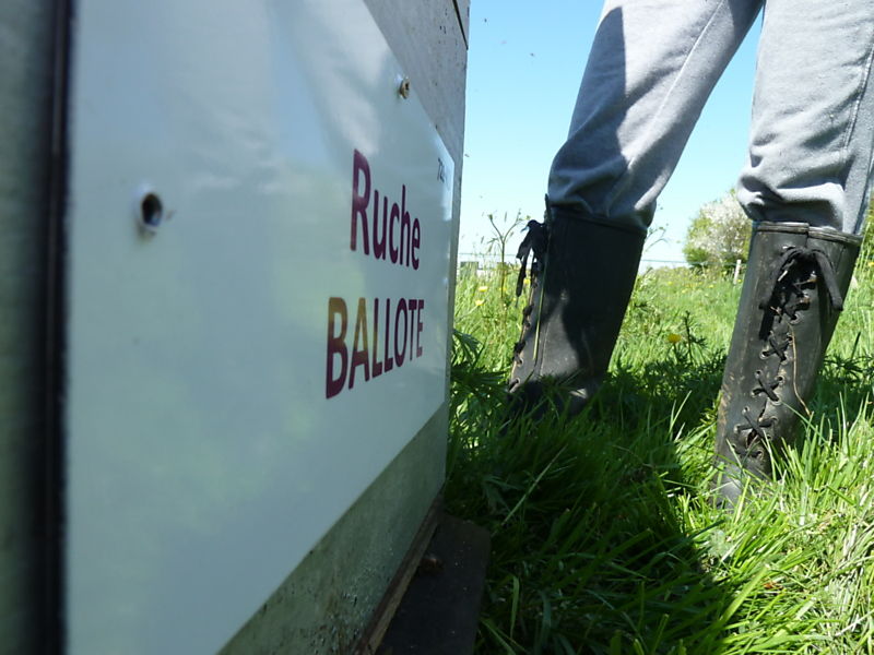 La ruche Ballote