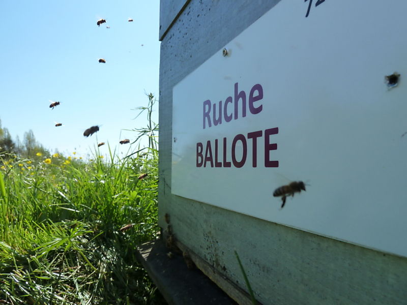 La ruche Ballote