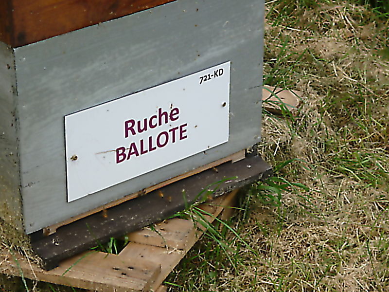 La ruche Ballote