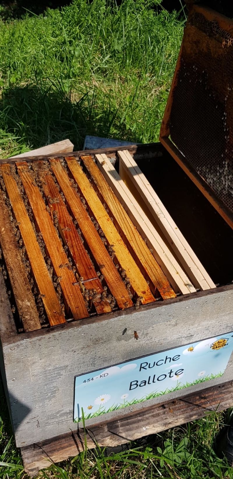 La ruche Ballote