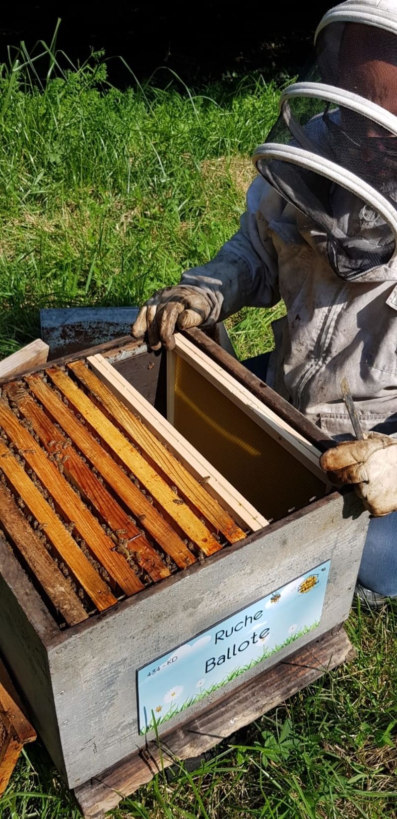 La ruche Ballote