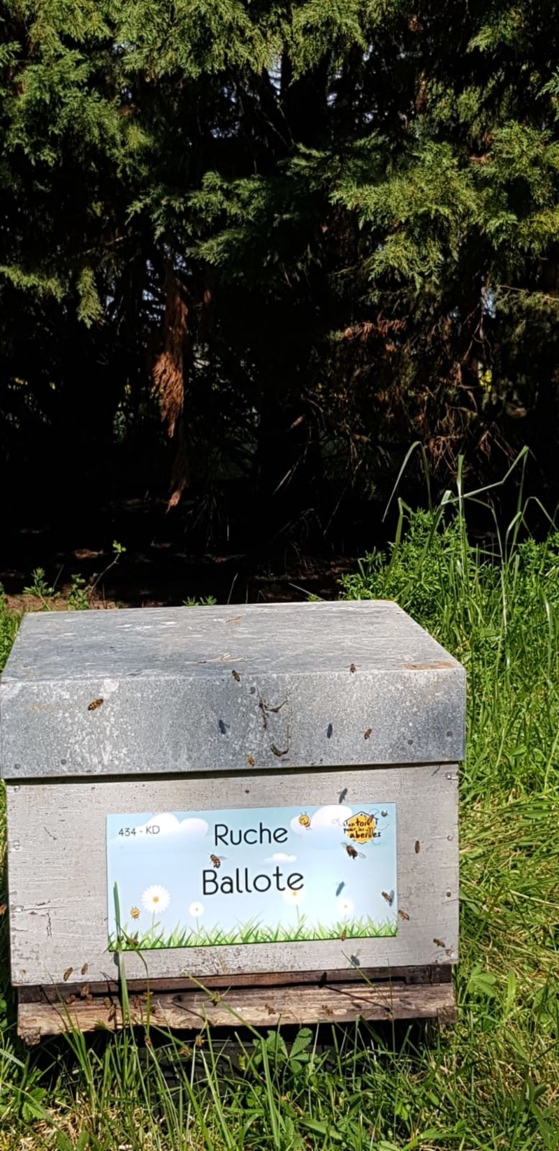 La ruche Ballote