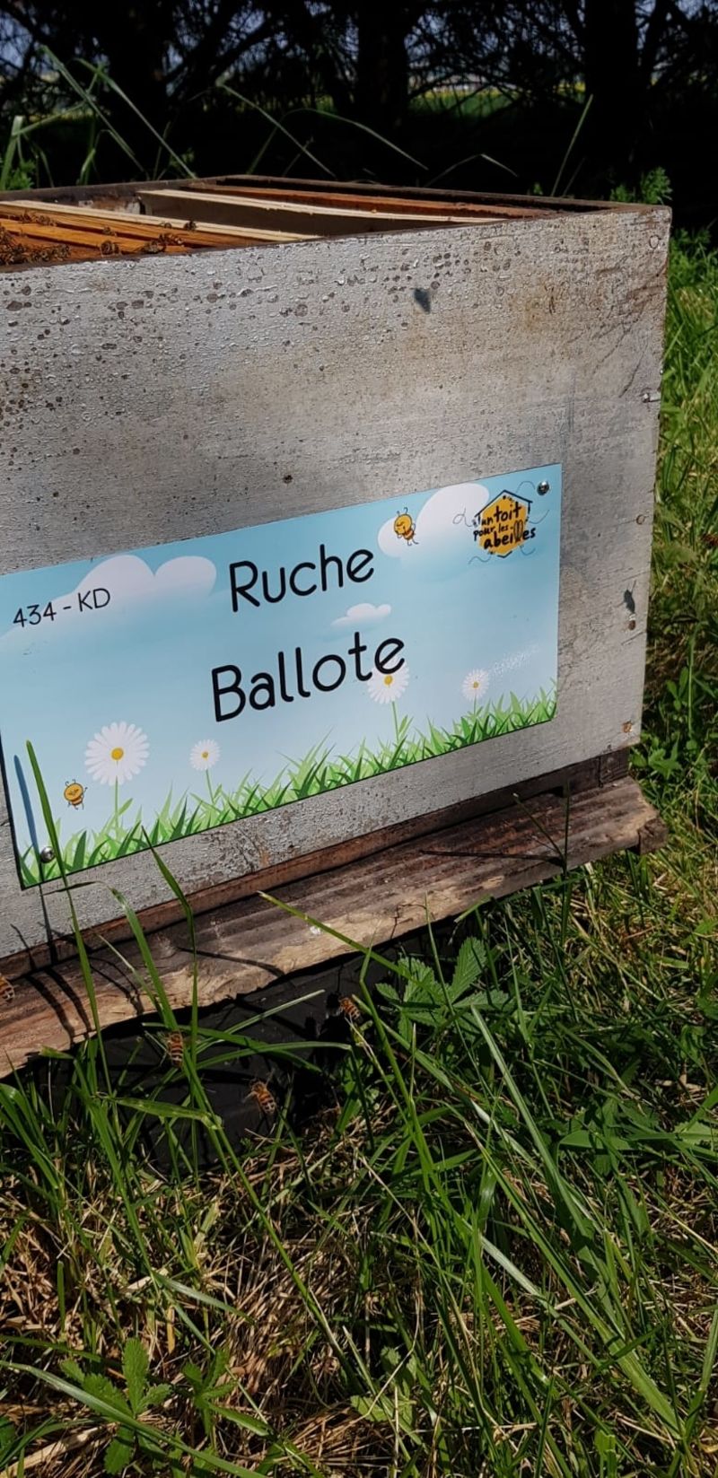 La ruche Ballote