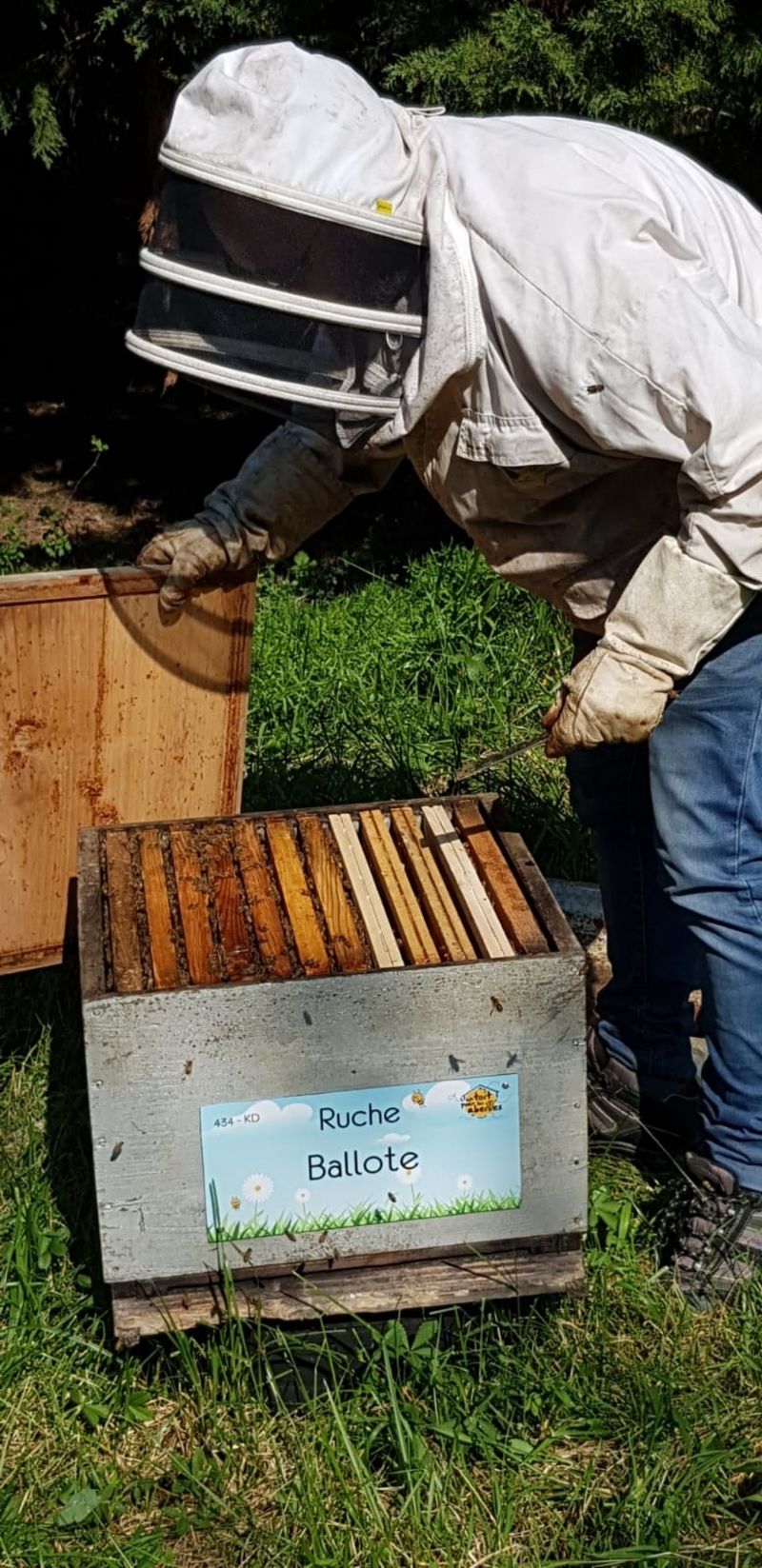 La ruche Ballote