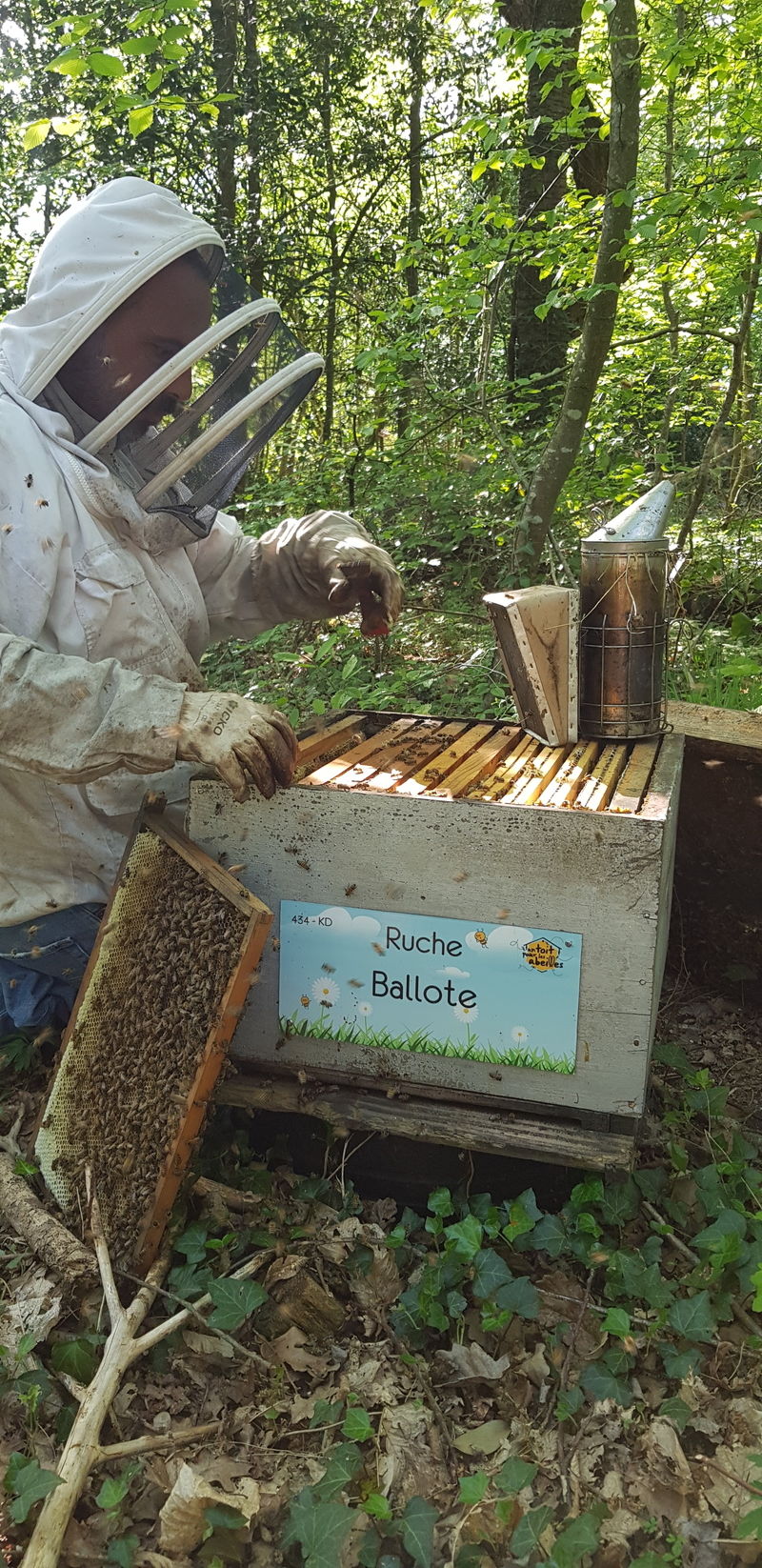La ruche Ballote