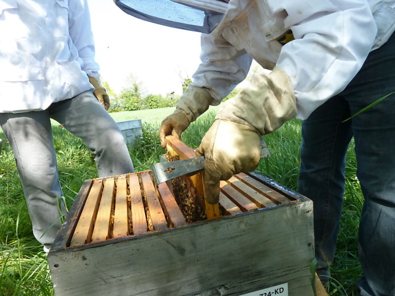 La ruche Basilic