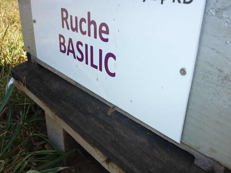 La ruche Basilic